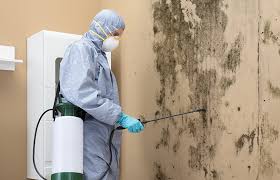 Professional Mold Removal & Remediation in Malabar, FL